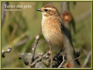 Tarier des prés
Saxicola rubetra
 