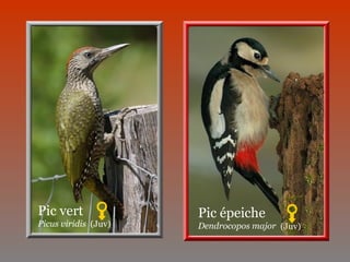 Pic épeiche
Dendrocopos major
Pic vert
Picus viridis (Juv). (Juv).
 