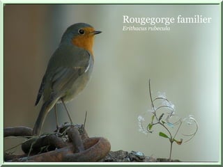 Rougegorge familier
Erithacus rubecula
 