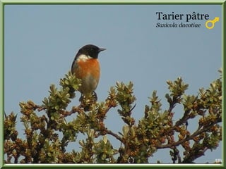 Tarier pâtre
Saxicola dacotiae
 