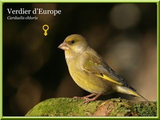 Verdier d’Europe
Carduelis chloris
 