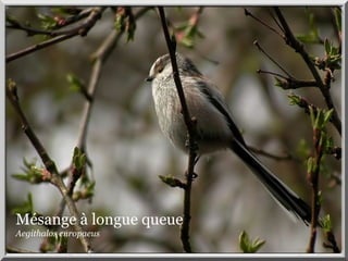 Mésange à longue queue
Aegithalos europaeus
 