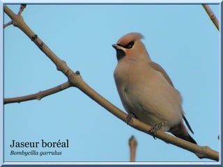 Jaseur boréal
Bombycilla garrulus
 