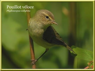 Pouillot véloce
Phylloscopus collybita
 
