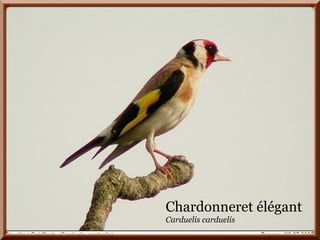 Chouette hulotte.
Chardonneret élégant
Carduelis carduelis
 