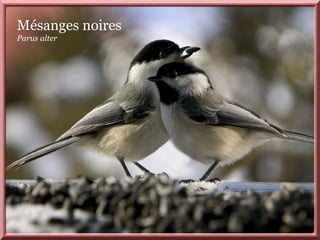 Mésanges noires
Parus alter
 