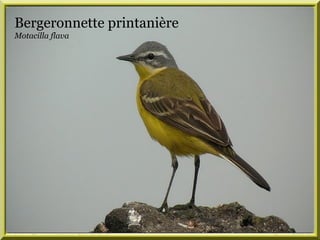 Bergeronnette printanière
Motacilla flava
 