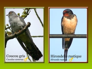 Coucou gris
Cuculus canorus
Hirondelle rustique
Hirundo rustica
 