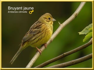 Bruyant jaune
Emberiza citrinella
 