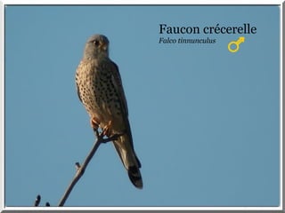 Faucon crécerelle
Falco tinnunculus
 