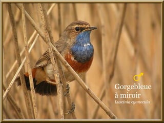 Gorgebleue
à miroir
Luscinia cyanecula
 