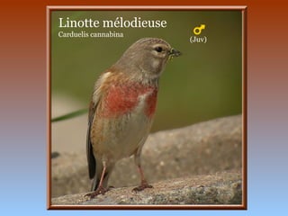 Linotte mélodieuse
Carduelis cannabina
(Juv)
 