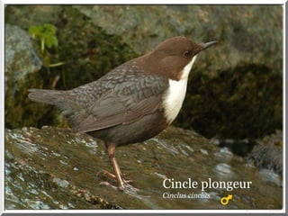 Cincle plongeur
Cinclus cinclus
 