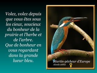 Volez, volez depuis
que vous êtes sous
les cieux, soucieux
du bonheur de la
prairie et l’herbe et
de l’arbre.
Que de bonheur en
vous regardant
dans la grande
lueur bleu. Martin-pêcheur d’Europe
Alcedo atthis
 