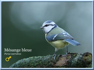 Mésange bleue
Parus caeruleus
 
