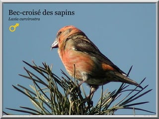 Bec-croisé.
Bec-croisé des sapins
Laxia curvirostra
 