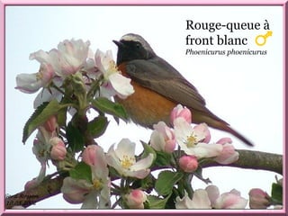 Rouge –queue.
Rouge-queue à
front blanc
Phoenicurus phoenicurus
 