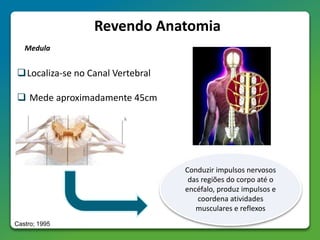 Revendo Anatomia
Localiza-se no Canal Vertebral
 Mede aproximadamente 45cm
Medula
Conduzir impulsos nervosos
das regiões do corpo até o
encéfalo, produz impulsos e
coordena atividades
musculares e reflexos
Castro; 1995
 