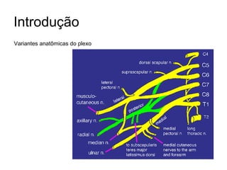 Introdução Variantes anatômicas do plexo 