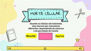 Necrose!
MORTE CELULAR
Quando as Células são lesionada,
elas morrem por mecanismo
diferentes, dependendo da natureza
e da gravidade do insulto.
Apoptose
 