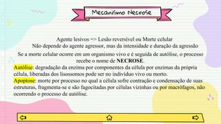 Mecanismo Necrose
Agente lesivos => Lesão reversível ou Morte celular
Não depende do agente agressor, mas da intensidade e duração da agressão
Se a morte celular ocorre em um organismo vivo e é seguida de autólise, o processo
recebe o nome de NECROSE.
Autólise: degradação da enzima por componentes da célula por enzimas da própria
célula, liberadas dos lisossomos pode ser no indivíduo vivo ou morto.
Apoptose: morte por processo no qual a célula sofre contração e condensação de suas
estruturas, fragmenta-se e são fagocitadas por células vizinhas ou por macrófagos, não
ocorrendo o processo de autólise.
 