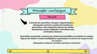 Alterações morfológicas
Necrose
Eosinofilia aumentada: aumento do número de eosinófilos circulantes no sangue
Figuras de mielina: massas fosfilipidicas espiraladas (resultante da degeneração
da mielina)
Alterações nucleares: Caríolise, picnose e cariorrexe
Aumento de eosinofilia; retração, fragmentação e
dissolução nucleares; quebra da membrana
plasmática e das organelas; figuras de mielina
abundantes; perda e digestão enzimáticas dos
conteúdos celulares.
 