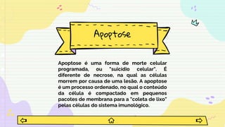 Apoptose
Apoptose é uma forma de morte celular
programada, ou "suicídio celular". É
diferente de necrose, na qual as células
morrem por causa de uma lesão. A apoptose
é um processo ordenado, no qual o conteúdo
da célula é compactado em pequenos
pacotes de membrana para a "coleta de lixo"
pelas células do sistema imunológico.
 