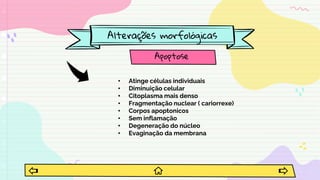 Alterações morfológicas
Apoptose
• Atinge células individuais
• Diminuição celular
• Citoplasma mais denso
• Fragmentação nuclear ( cariorrexe)
• Corpos apoptonicos
• Sem inflamação
• Degeneração do núcleo
• Evaginação da membrana
 