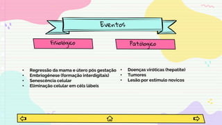 Eventos
Fisiológico
• Regressão da mama e útero pós gestação
• Embriogênese (formação interdigitais)
• Senescência celular
• Eliminação celular em céls lábeis
Patólogico
• Doenças viróticas (hepatite)
• Tumores
• Lesão por estimulo novicos
 