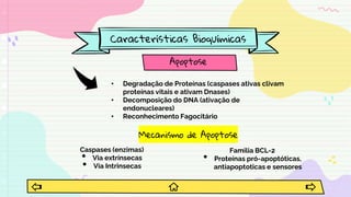 Características Bioquímicas
Apoptose
• Degradação de Proteínas (caspases ativas clivam
proteínas vitais e ativam Dnases)
• Decomposição do DNA (ativação de
endonucleares)
• Reconhecimento Fagocitário
Mecanismo de Apoptose
Caspases (enzimas)
• Via extrínsecas
• Via Intrinsecas
Familia BCL-2
• Proteínas pró-apoptóticas,
antiapoptoticas e sensores
 