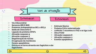 Vias de ativação
Intrisnecas
• Via mitocondrial
• Sensores BID E BAD
• Proteínas Antiapoptoticas BCL e BCL2
• Saída do Citocromo C
• Ligação da proteína APAF1
• Ativação caspases 9
• Ativação caspases 3
• Degeneração do núcleo
• Invaginação da membrana
• Corpos apoptóticos
• Estrutura se torna atraente aos fagócitos e são
fagocitadas
Extrínsecas
• Estimulo Nocivo
• Proteína FAS é externalizada
• Linfócito T reconhece o FAZ e se liga à ele
• Ativa FAAD
• Ativação caspases 8
• Ativação caspases 3
• Eventos apoptóticos
 