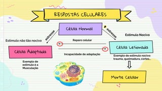 Exemplo de
estimulo é a
Musculação
RESPOSTAS CELULARES
Célula Adaptada
Célula Normal
Estimulo não tão nocivo Reparo celular
Célula Lesionada
Estimulo Nocivo
Morte Celular
Exemplo de estimulo nocivo:
trauma, queimadura, cortes...
Incapacidade de adaptação
 