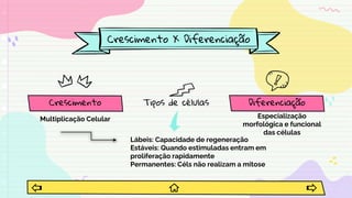 Crescimento X Diferenciação
Crescimento
Multiplicação Celular
Tipos de células
Lábeis: Capacidade de regeneração
Estáveis: Quando estimuladas entram em
proliferação rapidamente
Permanentes: Céls não realizam a mitose
Diferenciação
Especialização
morfológica e funcional
das células
 