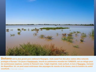 Doñana est le plus grand parc national d’Espagne, mais aussi l'un des plus vastes sites naturels
protégés d’Europe ! Ce joyau d’Andalousie, inscrit au patrimoine mondial de l’UNESCO, est un refuge pour
de nombreuses espèces, comme le flamant rose, l’aigle impérial, mais surtout, le lynx d’Espagne, menacé
de disparition. Ici, on peut aussi embrasser des paysages de marais et de dunes, sous la lumière du soleil
couchant.©  Thierry Lubar - Fotolia.com
 