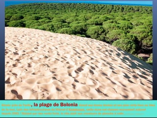 Située près de Tarifa, la plage de Bolonia étend ses dunes dorées et ses pins verts face au bleu
de la mer. Loin des infrastructures du littoral d’Andalousie, cette dune est classée monument naturel
depuis 2001 ! Balayé par des vents forts, le site plaît aux amateurs de planche à voile.©  Mik Man - Fotolia.com
 