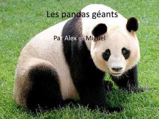 Par Alex et Miguel
Les pandas géants
 