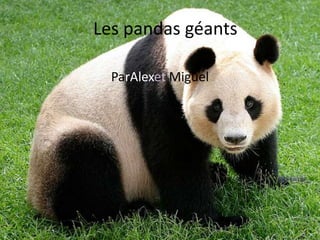 Les pandas géants

  ParAlexet Miguel
 