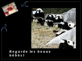 Regarde les beaux bébés!  