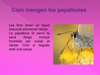 Com mengen les papallones
Les flors tenen un líquid
ensucrat anomenat nèctar.
La papallona fa servir la
seva llarga trompa
foradada per xuclar el
nèctar. Com si begués
amb una canya.
 