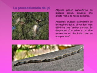 La processionària del pi
Algunes poden convertir-se en
plagues greus, aquesta ens
afecta molt a la nostra comarca.
Aquestes erugues s’alimenten de
les espines del pi, el van fent més
dèbil fins que l’arriben a matar. Es
desplacen d’un arbre a un altre
movent-se en fila índia com en
una processó.
 