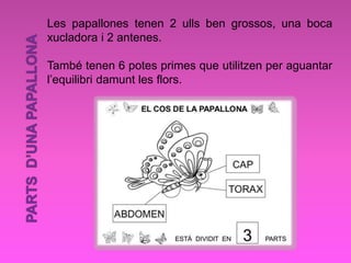Les papallones tenen 2 ulls ben grossos, una boca
xucladora i 2 antenes.
També tenen 6 potes primes que utilitzen per aguantar
l’equilibri damunt les flors.
 