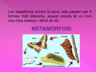 Les papallones durant la seva vida passen per 4
formes molt diferents, aquest procés té un nom
una mica estrany i difícil de dir:
METAMORFOSI
 