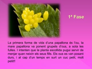 1ª Fase
La primera forma de vida d’una papallona és l’ou, la
mare papallona va ponent grupets d’ous, a sota les
fulles. I intenten que la planta escollida pugui servir de
menjar quan neixin els seus fills. Els ous es van posant
durs, i al cap d’un temps en surt un cuc petit, molt
petit!!
 