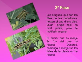 2ª Fase
Les erugues, que són les
filles de les papallones,
neixen al cap d’uns dies.
Quan l’eruga neix, és
molt petita, però té
moltíssima gana.
El primer que es menja
és l’ou del que ha
nascut. Després,
comença a menjar-se les
fulles de la planta on ha
nascut.
 