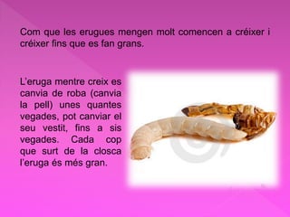 Com que les erugues mengen molt comencen a créixer i
créixer fins que es fan grans.
L’eruga mentre creix es
canvia de roba (canvia
la pell) unes quantes
vegades, pot canviar el
seu vestit, fins a sis
vegades. Cada cop
que surt de la closca
l’eruga és més gran.
 