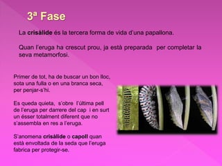 3ª Fase
La crisàlide és la tercera forma de vida d’una papallona.
Quan l’eruga ha crescut prou, ja està preparada per completar la
seva metamorfosi.
Primer de tot, ha de buscar un bon lloc,
sota una fulla o en una branca seca,
per penjar-s’hi.
Es queda quieta, s’obre l’última pell
de l’eruga per darrere del cap i en surt
un ésser totalment diferent que no
s’assembla en res a l’eruga.
S’anomena crisàlide o capoll quan
està envoltada de la seda que l’eruga
fabrica per protegir-se.
 