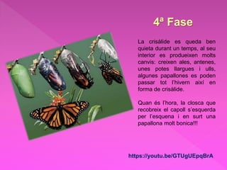 4ª Fase
https://youtu.be/GTUgUEpqBrA
La crisàlide es queda ben
quieta durant un temps, al seu
interior es produeixen molts
canvis: creixen ales, antenes,
unes potes llargues i ulls,
algunes papallones es poden
passar tot l’hivern així en
forma de crisàlide.
Quan és l’hora, la closca que
recobreix el capoll s’esquerda
per l’esquena i en surt una
papallona molt bonica!!!
 