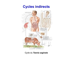 Cycles indirects
Cycle du Taenia saginata
 
