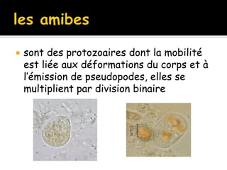  sont des protozoaires dont la mobilité
est liée aux déformations du corps et à
l’émission de pseudopodes, elles se
multiplient par division binaire
 