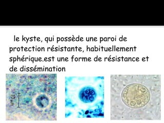 le kyste, qui possède une paroi de
protection résistante, habituellement
sphérique.est une forme de résistance et
de dissémination
 